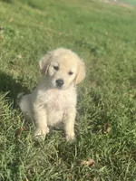 Astro, a male English Cream Golden Retriever for sale in Dyersville, IA – 1 of 6