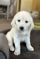 Red Boy, a female English Cream Golden Retriever for sale in Dyersville, IA – 2 of 3