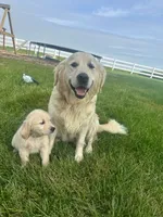 Astro, a male English Cream Golden Retriever for sale in Dyersville, IA – 4 of 6
