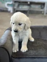 Miss Magenta, a female English Cream Golden Retriever for sale in Dyersville, IA – 1 of 3