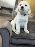 Miss Magenta, a female English Cream Golden Retriever for sale in Dyersville, IA – 2 of 3