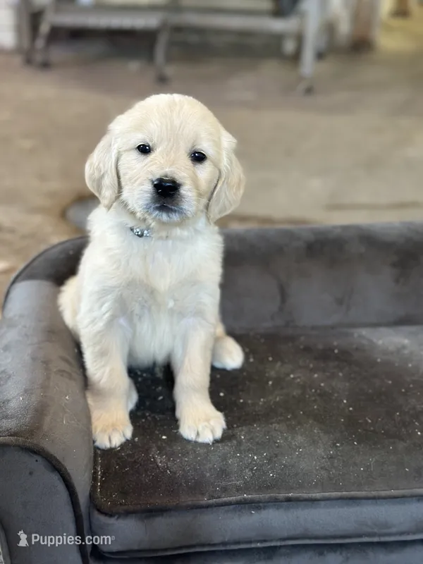 Red Boy – English Cream Golden Retriever puppy for sale in Dyersville, IA