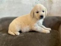 Miss Magenta, a female English Cream Golden Retriever for sale in Dyersville, IA – 3 of 3