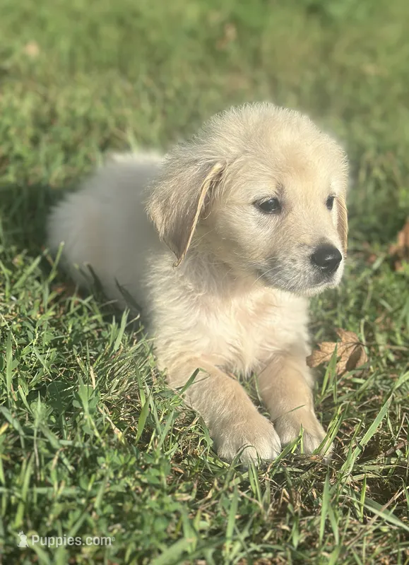 Blue Boy – English Cream Golden Retriever puppy for sale in Dyersville, IA