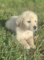 Blue Boy, a male English Cream Golden Retriever for sale in Dyersville, IA – 1 of 6