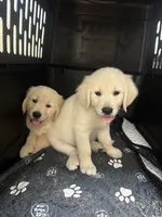 Astro, a male English Cream Golden Retriever for sale in Dyersville, IA – 2 of 6