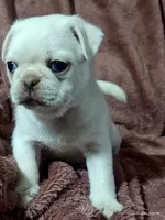 Lola , a male Pug for sale in Salina, KS – 4 of 9