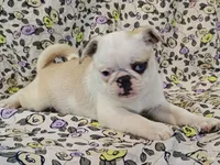 Aurora, a female Pug for sale in Salina, KS – 6 of 10