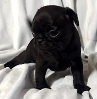 Katie Pug Love girl, a female Pug for sale in Salina, KS – 5 of 10