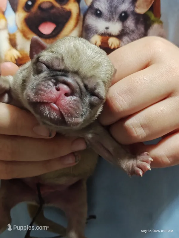 Otis Man Fawn Boy – Pug puppy for sale in Salina, KS