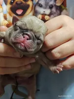 Otis Man Fawn Boy, a male Pug for sale in Salina, KS – 1 of 7