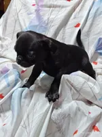 Katie Pug Love girl, a female Pug for sale in Salina, KS – 3 of 10