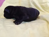DAISY, a female Pug for sale in Salina, KS – 3 of 8
