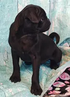 Hubert, a male Pug for sale in Salina, KS – 10 of 10