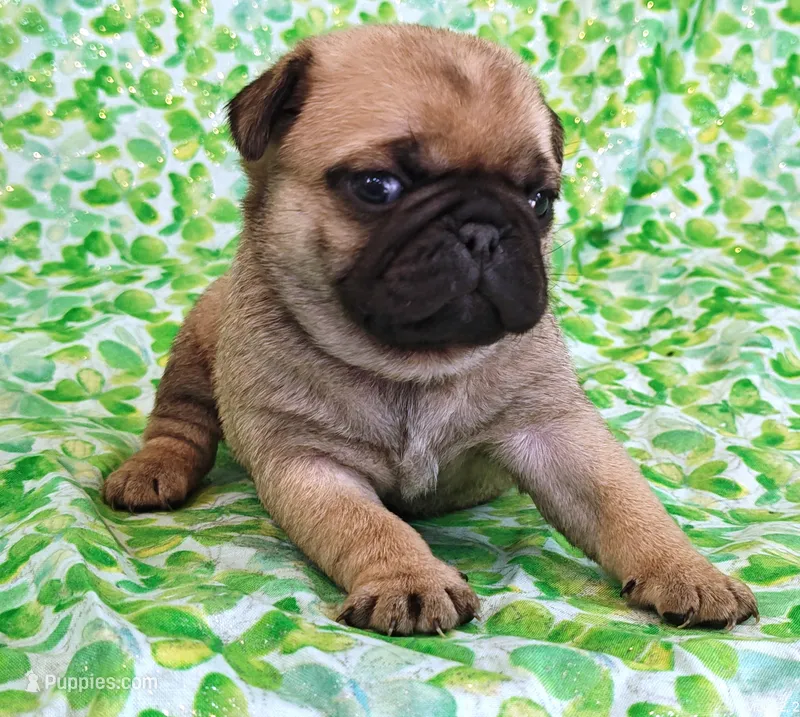 Peaches – Pug puppy for sale in Salina, KS