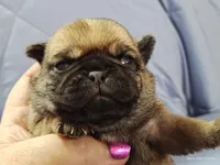 Peaches, a female Pug for sale in Salina, KS – Photo 2 of 6