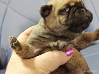 Peaches, a female Pug for sale in Salina, KS – Photo 3 of 6