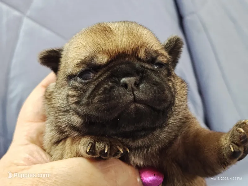 Peaches – Pug puppy for sale in Salina, KS