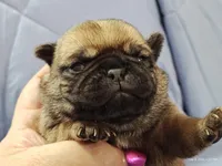 Peaches, a female Pug for sale in Salina, KS – Photo 1 of 6