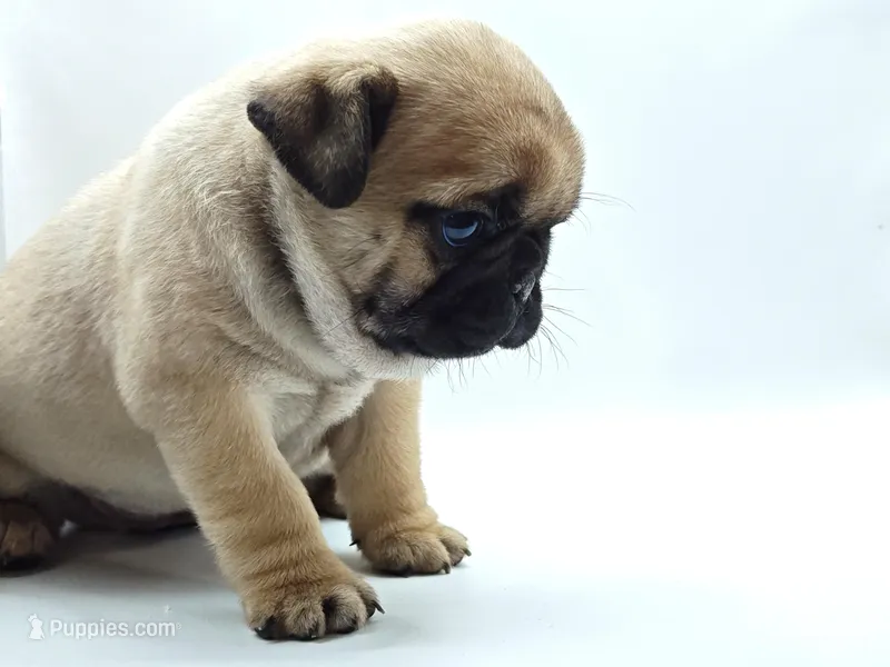 Peaches – Pug puppy for sale in Salina, KS