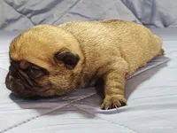 Peaches, a female Pug for sale in Salina, KS – Photo 5 of 6