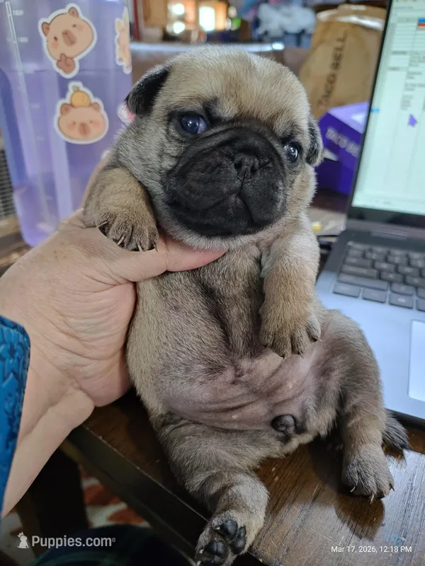 Peaches – Pug puppy for sale in Salina, KS