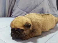 Peaches, a female Pug for sale in Salina, KS – Photo 6 of 6