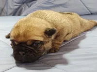 Peaches, a female Pug for sale in Salina, KS – Photo 4 of 6