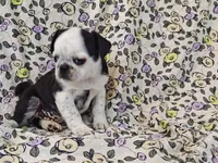 Flora, a female Pug for sale in Salina, KS – 3 of 10