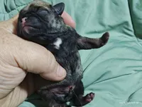 Buster the Perfect Pug Boy, a male Pug for sale in Salina, KS – 3 of 6