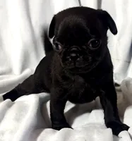Katie Pug Love girl, a female Pug for sale in Salina, KS – 10 of 10