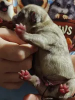 Otis Man Fawn Boy, a male Pug for sale in Salina, KS – 3 of 7