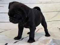 Ellis, a male Pug for sale in Salina, KS – 3 of 7