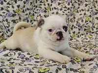 Aurora, a female Pug for sale in Salina, KS – 2 of 10