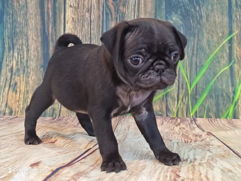 Harris – Pug puppy for sale in Salina, KS