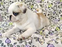 Aurora, a female Pug for sale in Salina, KS – 9 of 10
