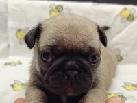 Buster the Perfect Pug Boy, a male Pug for sale in Salina, KS – 7 of 9