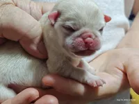 Lola Cream Pug Girl, a female Pug for sale in Salina, KS – 4 of 7