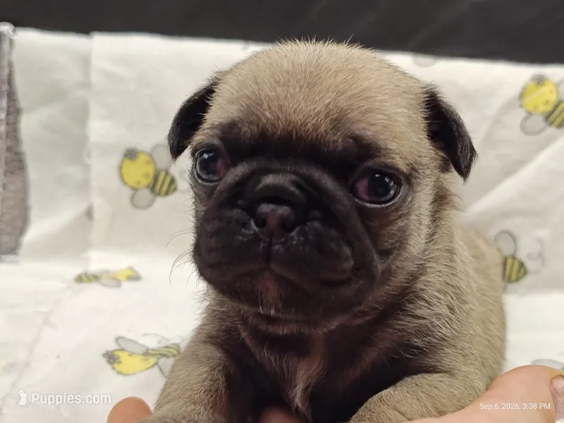 Buster the Perfect Pug Boy – Pug puppy for sale in Salina, KS