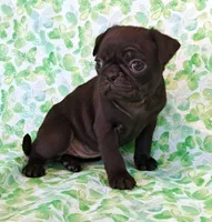 MINNIE, a female Pug for sale in Salina, KS – 3 of 4