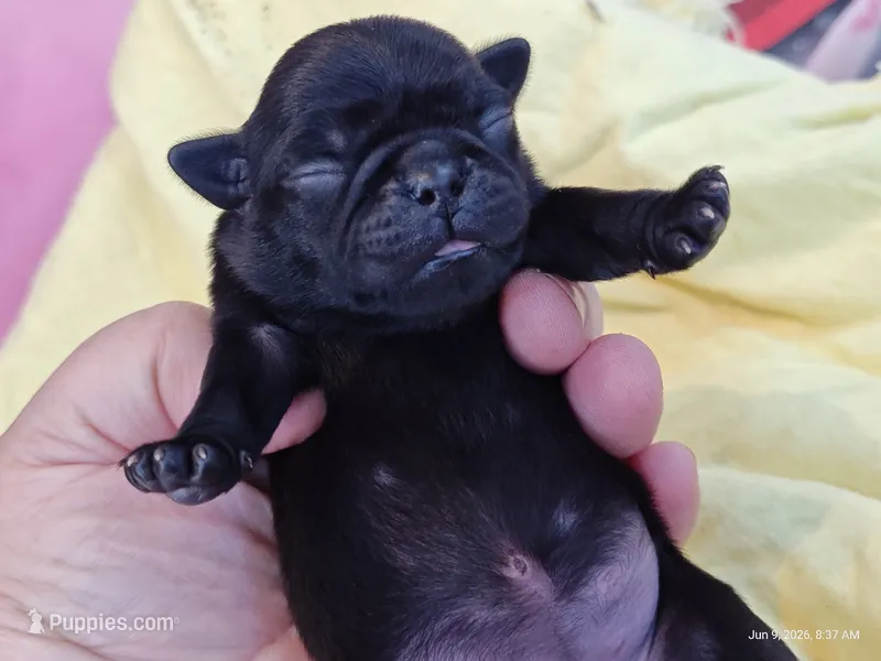 DAISY – Pug puppy for sale in Salina, KS