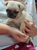 Otis Man Fawn Boy, a male Pug for sale in Salina, KS – 4 of 10