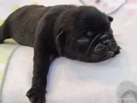 BABBS, a female Pug for sale in Salina, KS – 4 of 9