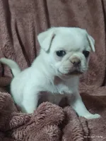 Lola , a male Pug for sale in Salina, KS – 3 of 9
