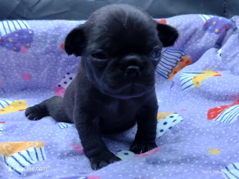 Katie Pug Love girl – Pug puppy for sale in Salina, KS