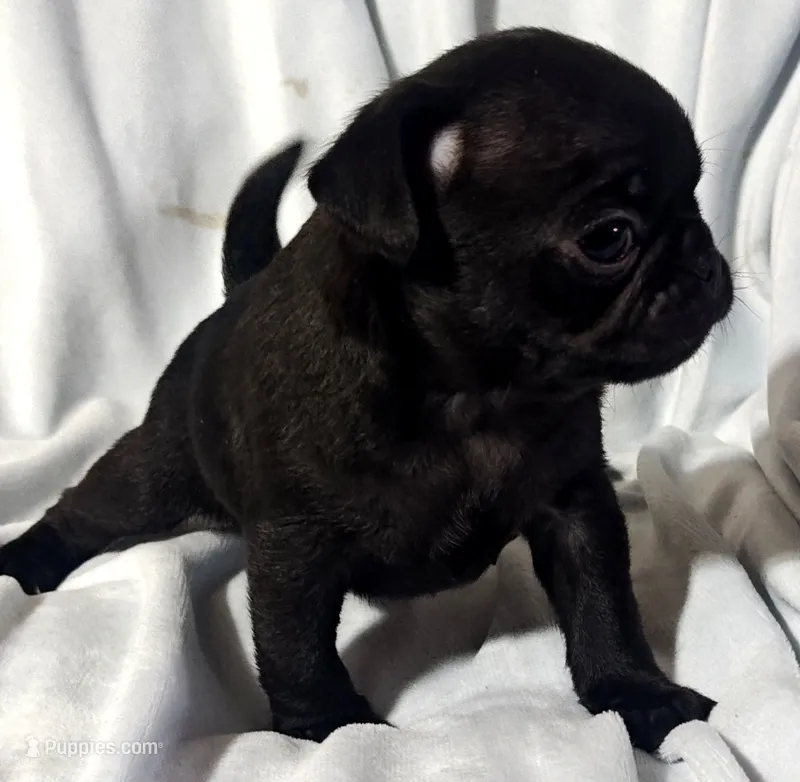 Katie Pug Love girl – Pug puppy for sale in Salina, KS