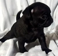 Katie Pug Love girl, a female Pug for sale in Salina, KS – 4 of 10
