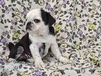Flora, a female Pug for sale in Salina, KS – 4 of 10