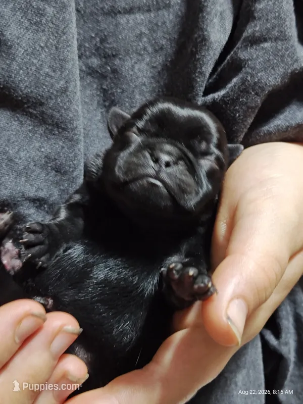 Mochi Missy Black Pug Girl – Pug puppy for sale in Salina, KS