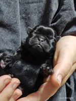 Mochi Missy Black Pug Girl, a female Pug for sale in Salina, KS – 1 of 3